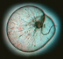 noctiluca
                      scintillans